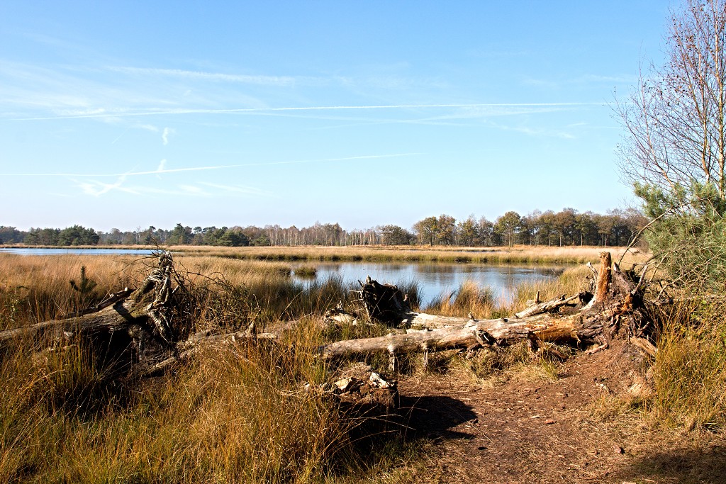 Oisterwijkse Bossen en Vennen Kampina natuurgebied natuur hdr oisterwijk Nationaal park Landschap Het Groene Woud hei heide bossen natuurmonumenten brabant